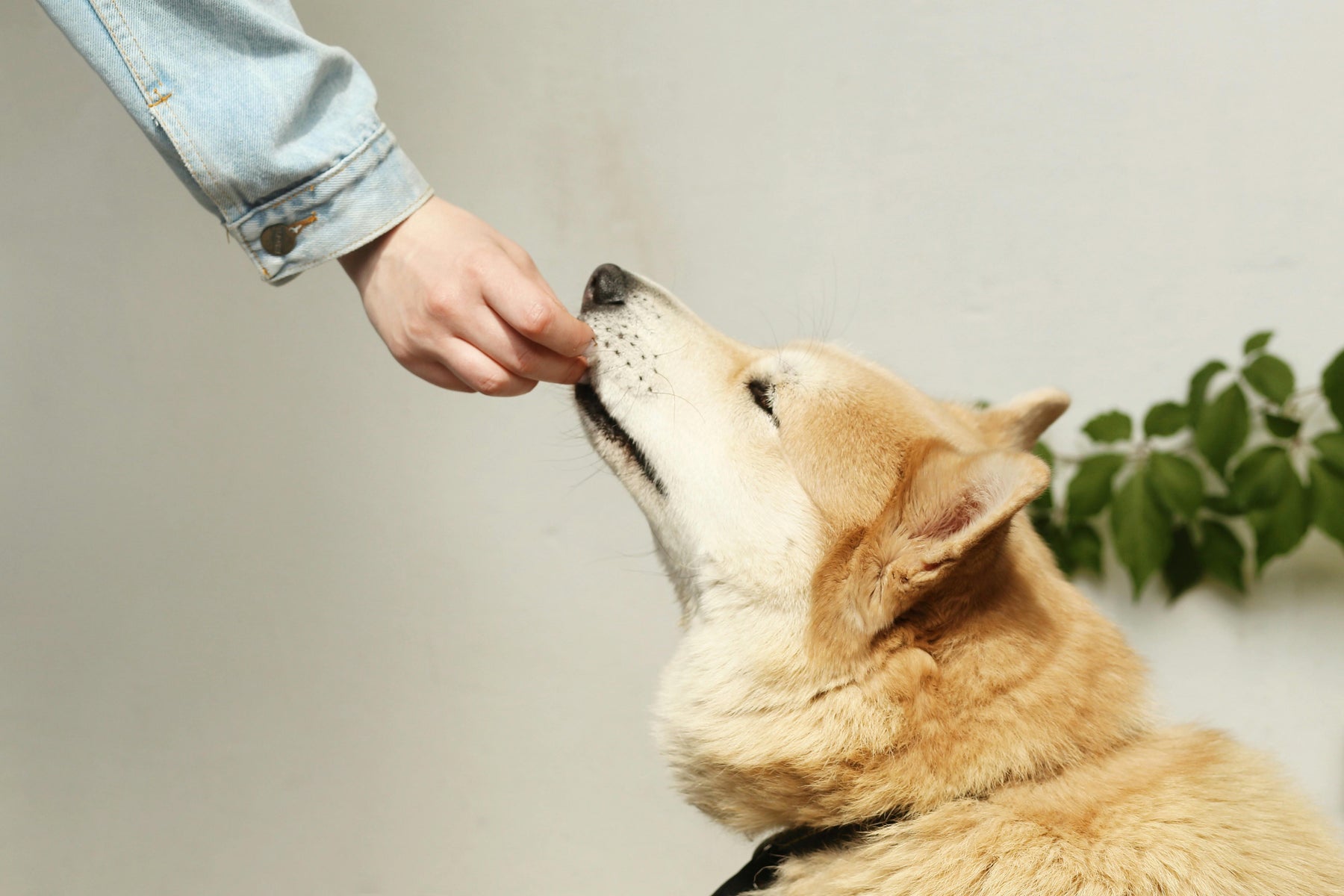 Hund nimmt einen kleinen Snack aus der Hand
